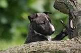 BULL TERRIER MINIATURE 225